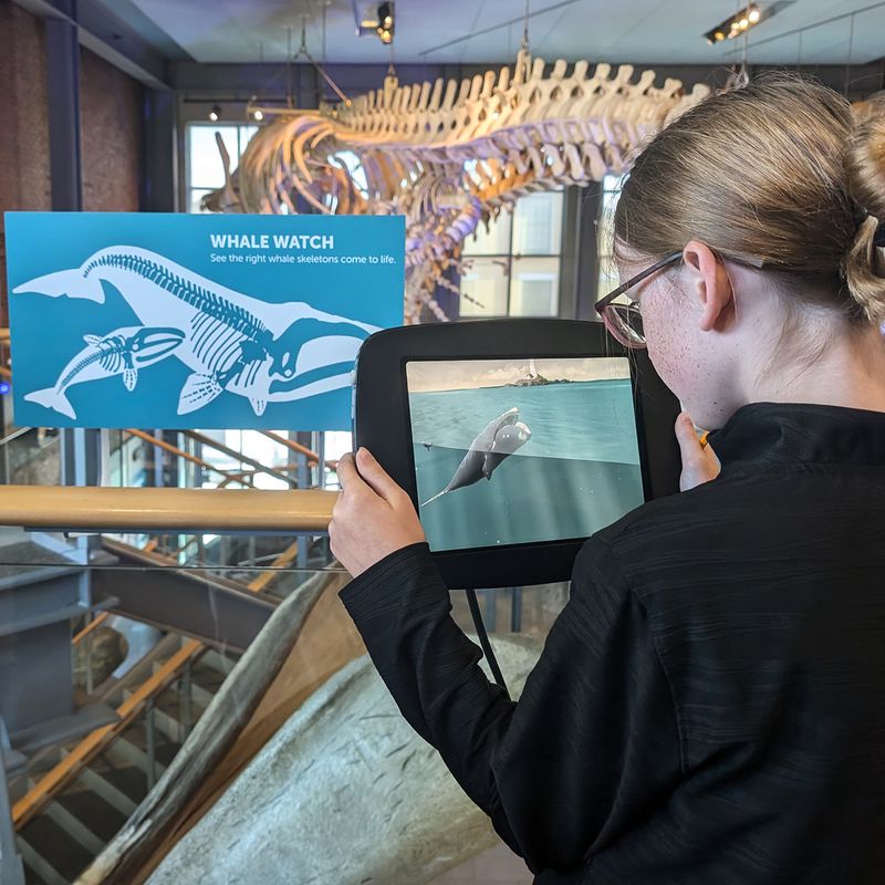 A teenage girl holds an iPad up to a sign and watches an augmented reality animation of a whale.